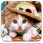 Logo of Cat Live Wallpaper android Application 